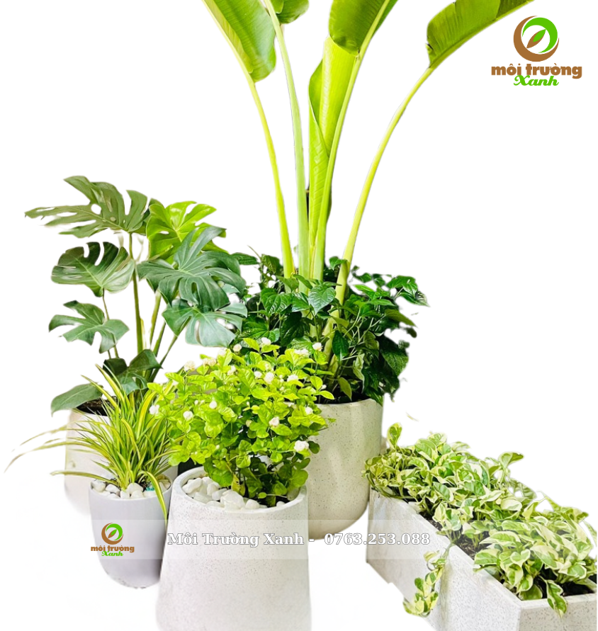 សំណុំផើងរុក្ខជាតិ