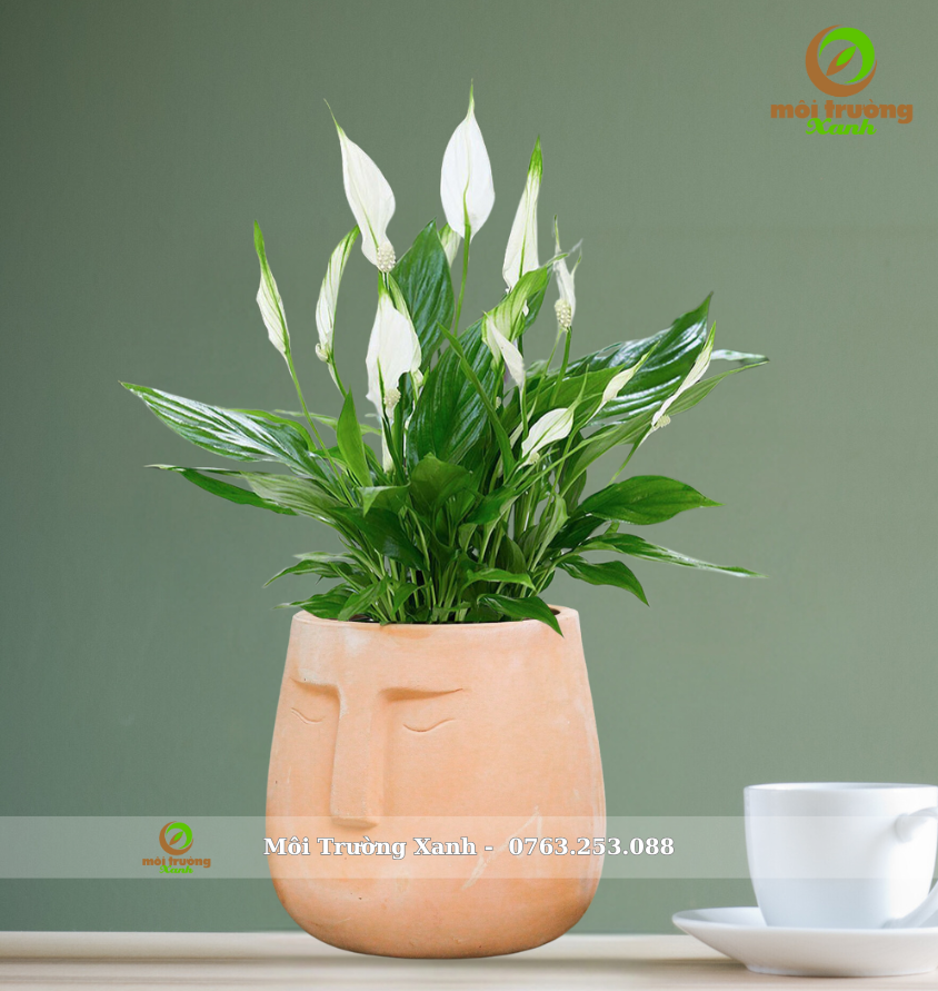 ផ្កាលីលីសន្តិភាព - ប៉ូតតារ៉ាកូតា - C10.01