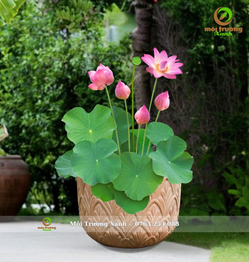 Cay phoi chau moi truong xanh 3 1