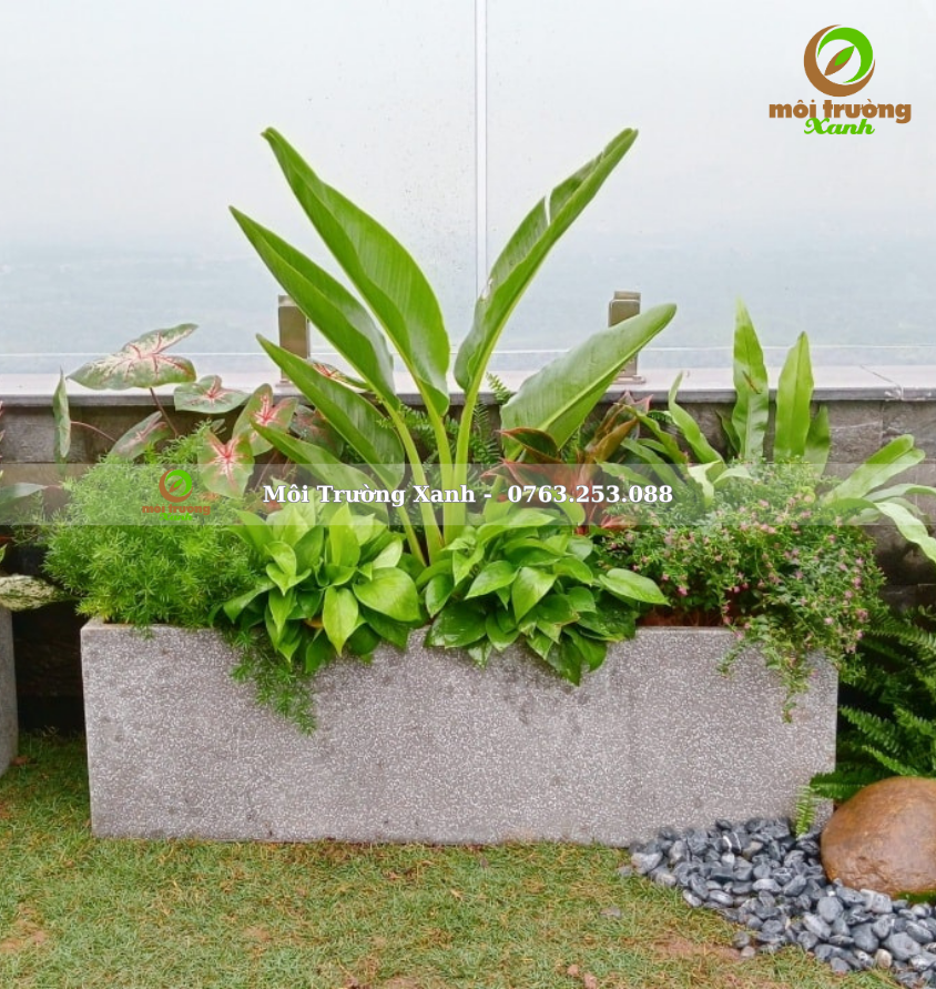 Cây phối chậu - môi trường xanh