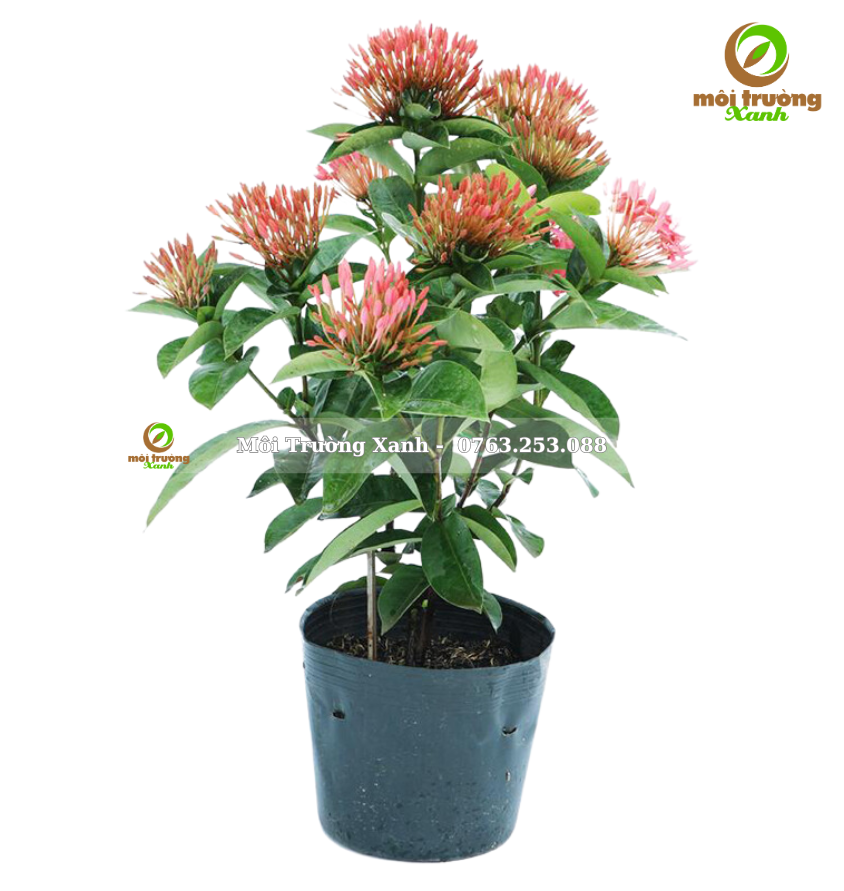 Cây trang mỹ hồng