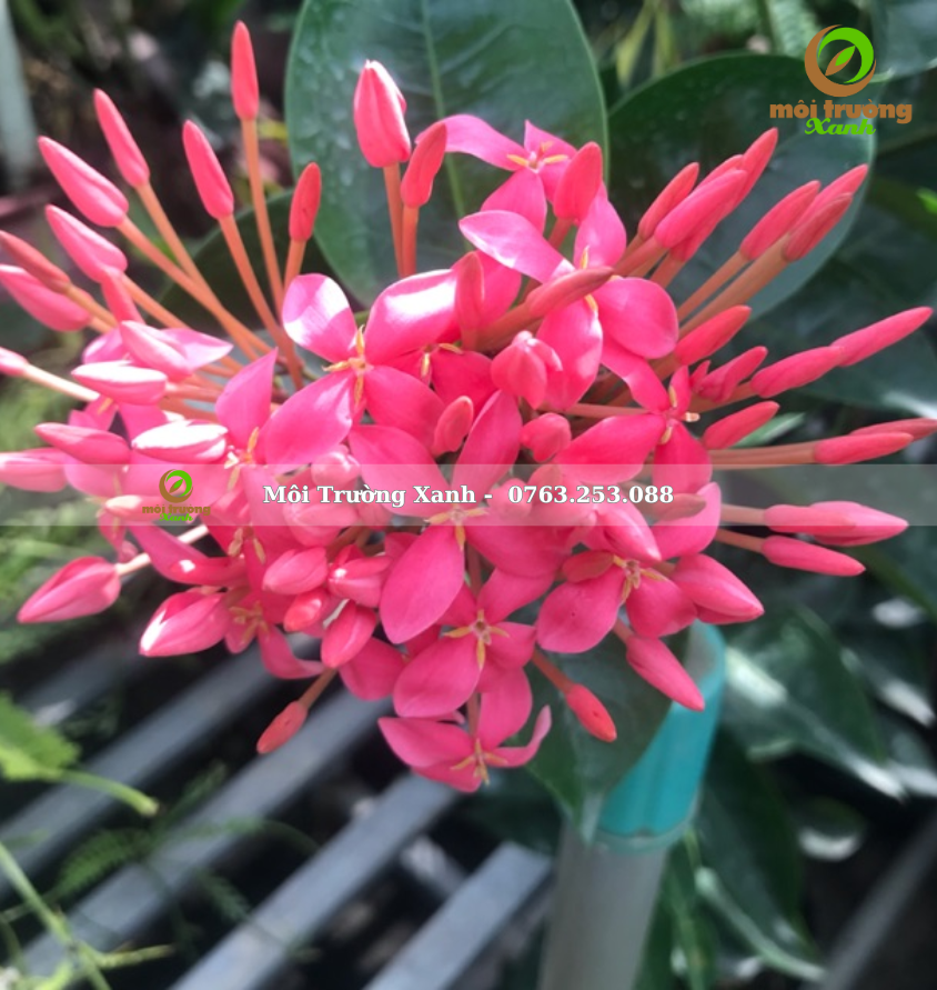 Cây trang mỹ hồng