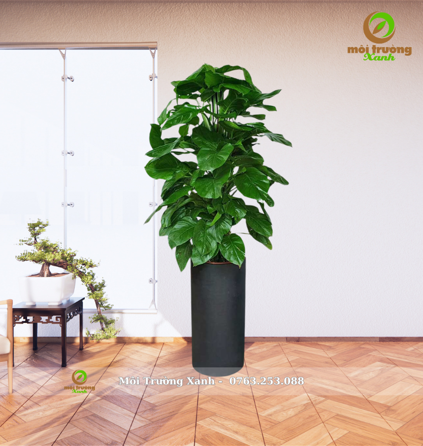 ផូថូស - ផតមូល - C3.01