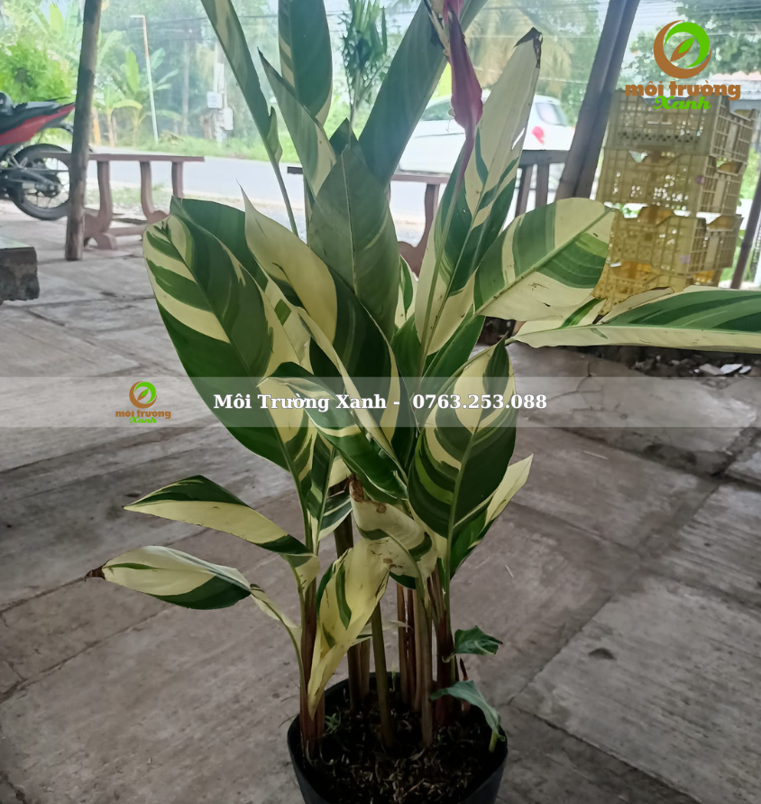 Chuối mỏ két cẩm thạch - môi trường xanh