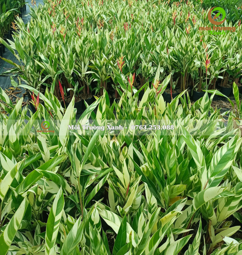 Chuối mỏ két cẩm thạch - môi trường xanh