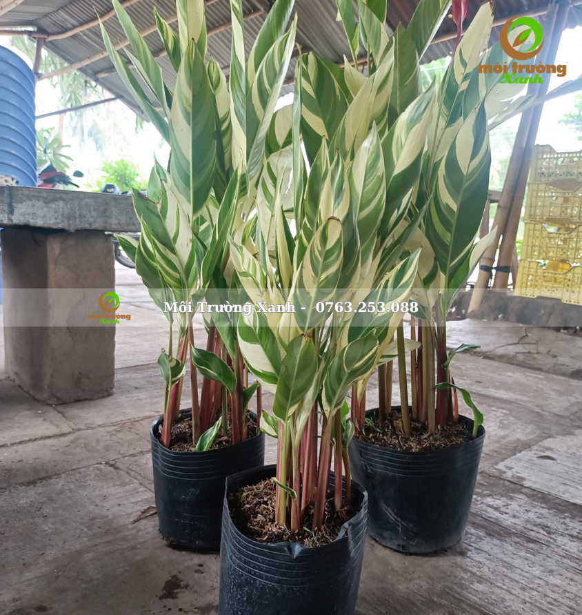 Chuối mỏ két cẩm thạch - môi trường xanh