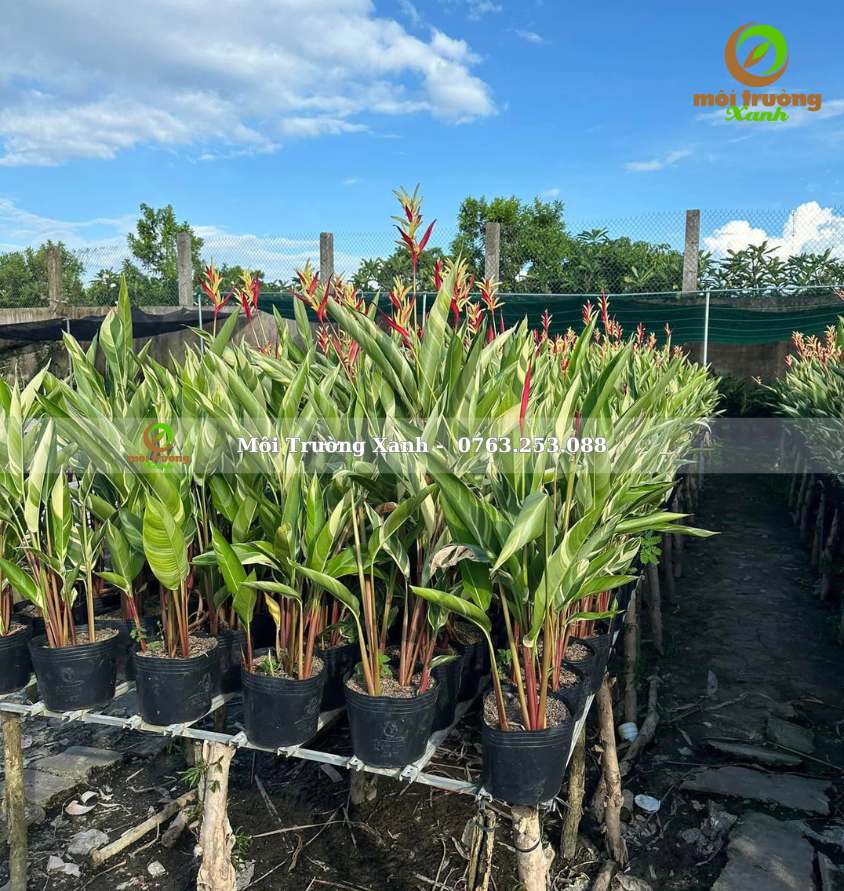 Chuối mỏ két cẩm thạch - môi trường xanh