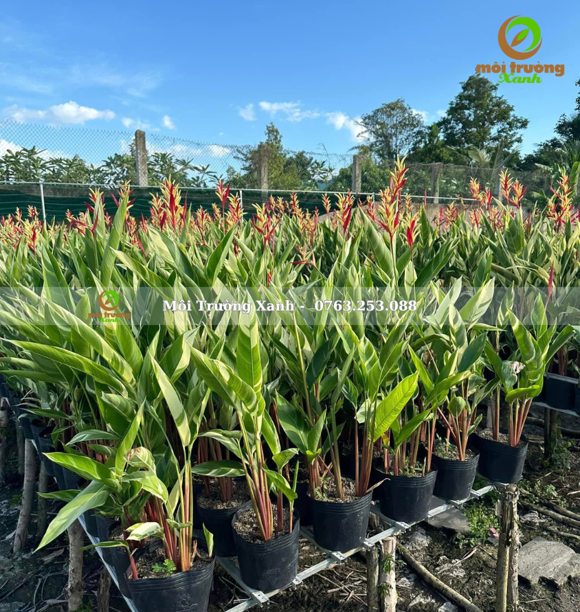 Chuối mỏ két cẩm thạch - môi trường xanh