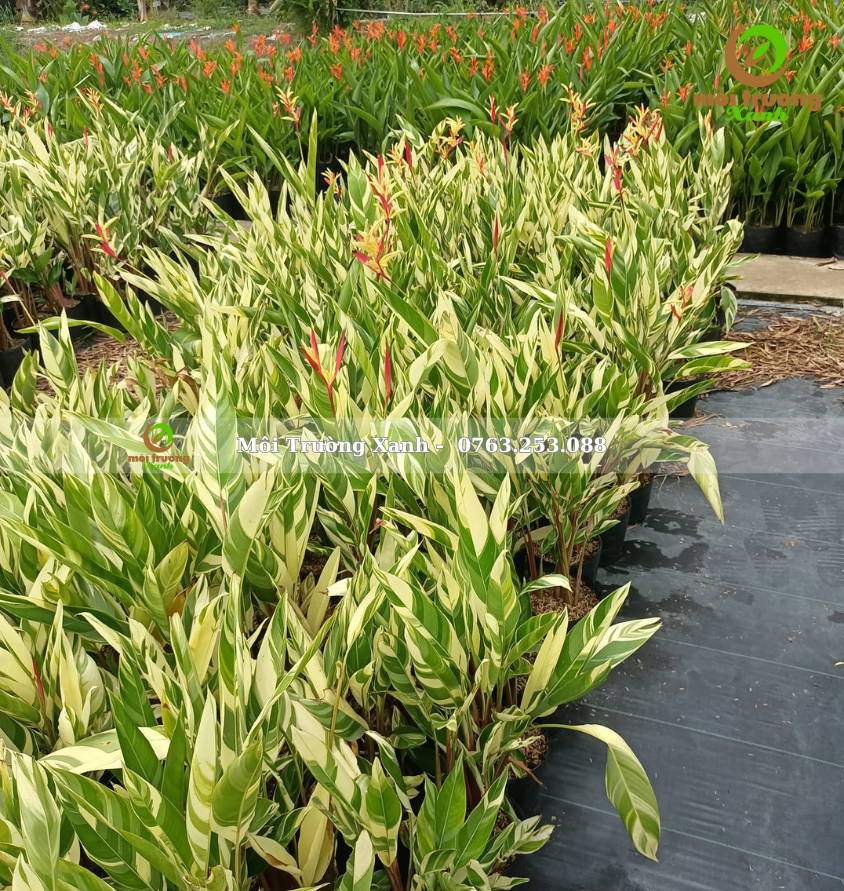 Chuối mỏ két cẩm thạch - môi trường xanh