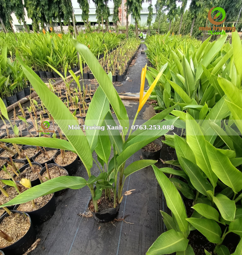 Chuối mỏ két - môi trường xanh 