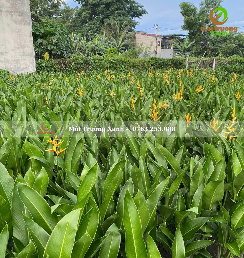 Chuối mỏ két - môi trường xanh 