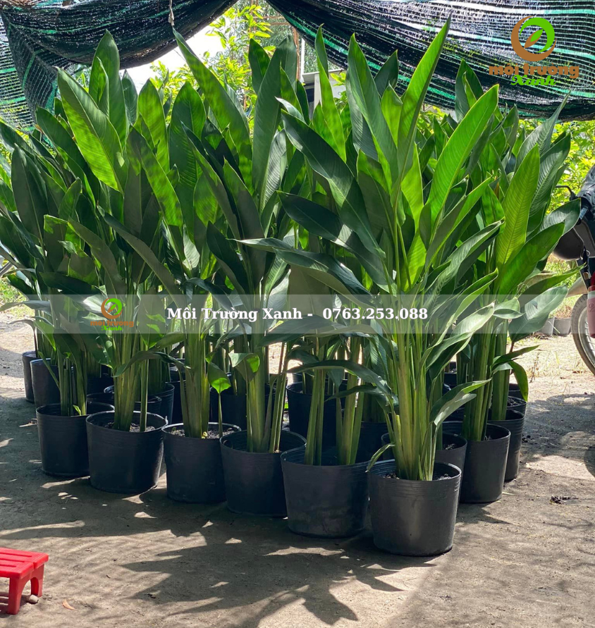 Chuối mỏ két - môi trường xanh 