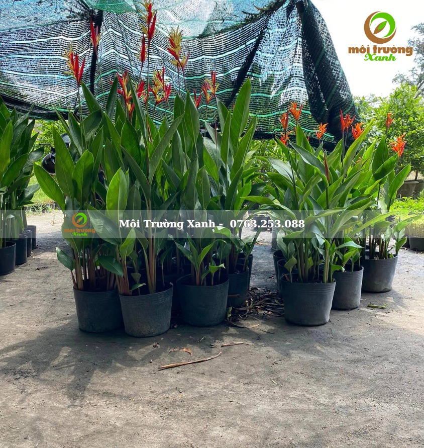 Chuối mỏ két - môi trường xanh 