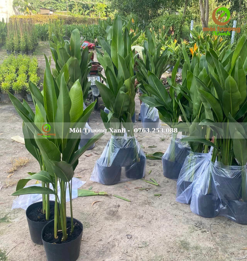 Chuối mỏ két - môi trường xanh 