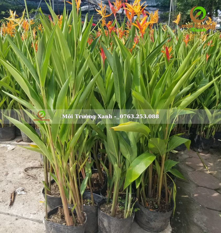 Chuối mỏ két - môi trường xanh 