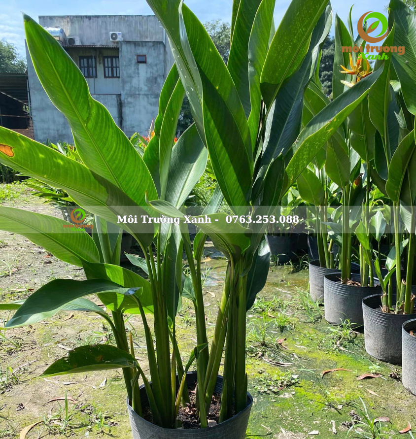 Chuối mỏ két - môi trường xanh 