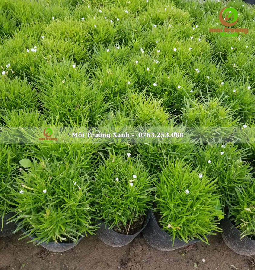 Cỏ mây - Chrysopogon aciculatus