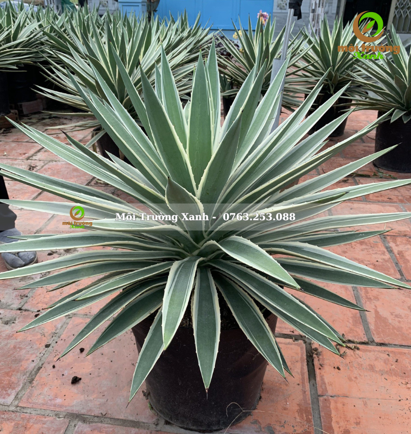 Dứa Agao - Môi Trường Xanh 