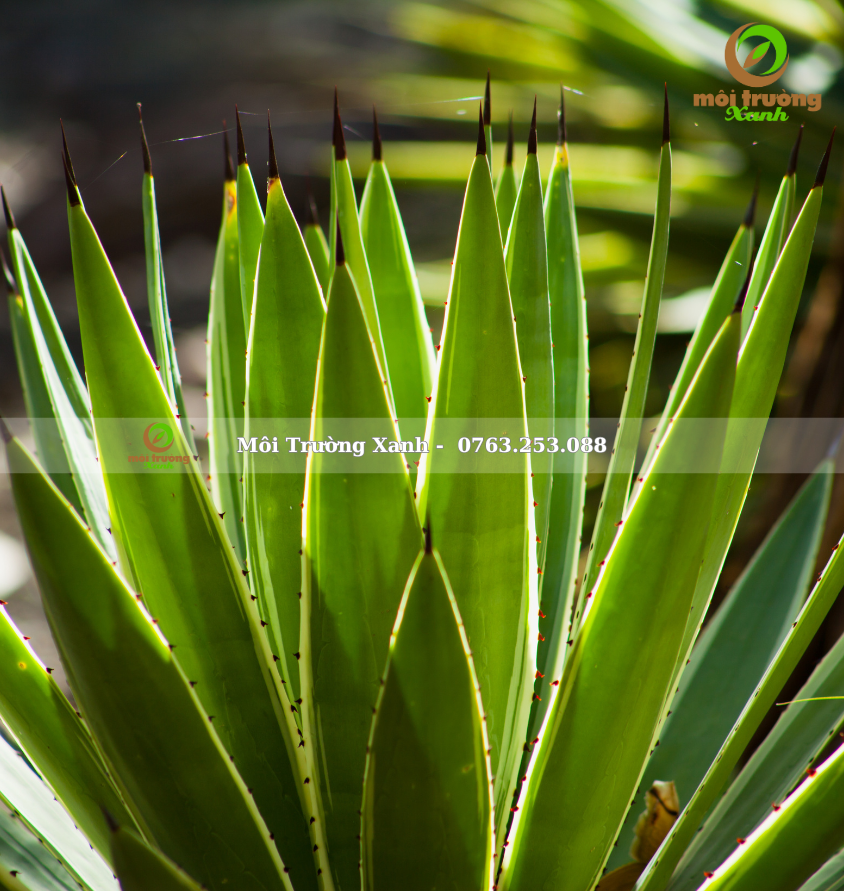 Dứa Agao - Môi Trường Xanh 