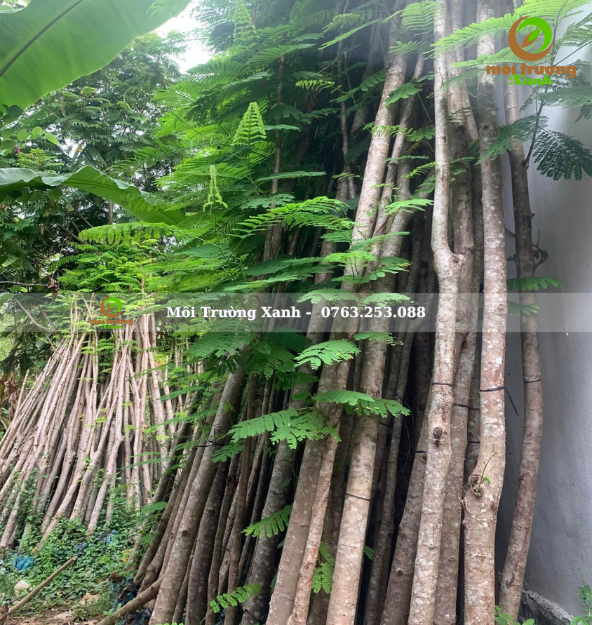 PHƯỢNG VĨ - môi trường xanh 