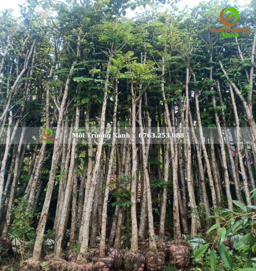 PHƯỢNG VĨ - môi trường xanh 