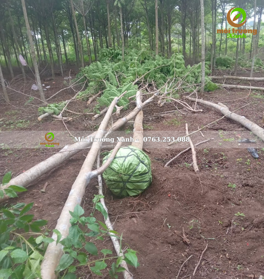 PHƯỢNG VĨ - môi trường xanh 