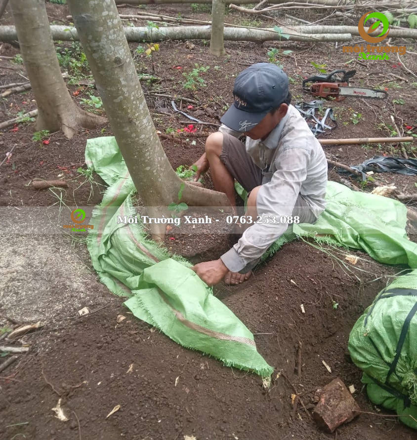 PHƯỢNG VĨ - môi trường xanh 