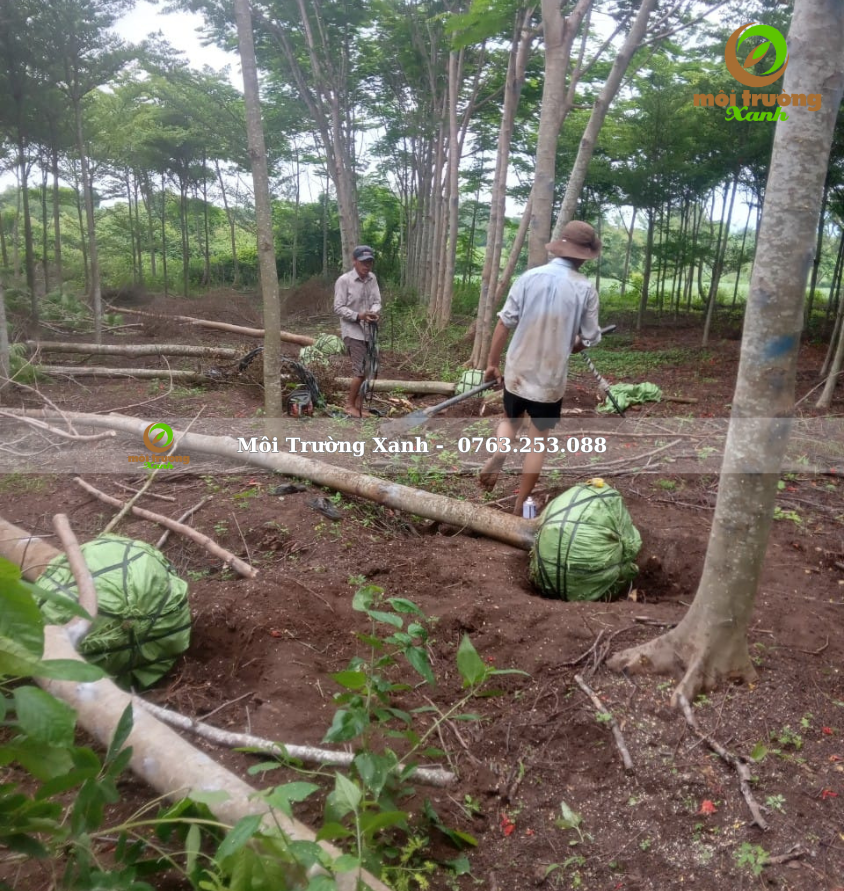 PHƯỢNG VĨ - môi trường xanh 