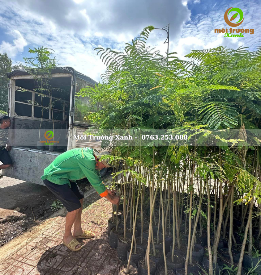 PHƯỢNG VĨ - môi trường xanh 