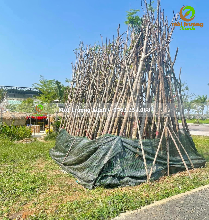 cây PHƯỢNG VĨ - môi trường xanh 