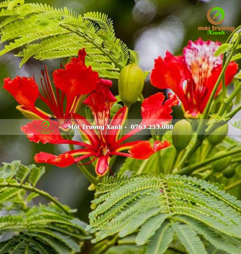 Cây PHƯỢNG VĨ - môi trường xanh 