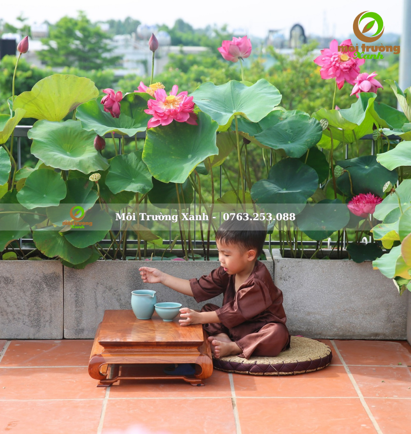 Tiểu cảnh ban công - môi trường xanh 