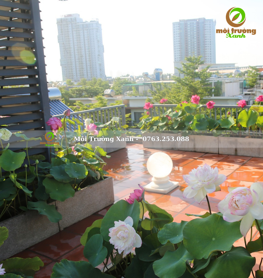 Tiểu cảnh ban công - môi trường xanh 