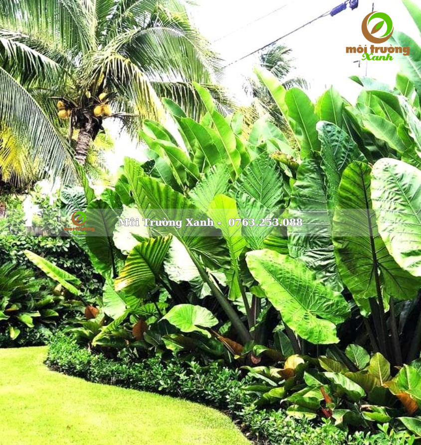 ទេសភាពសួនច្បារ, ទេសភាពសួនច្បារ ទេសភាពបៃតង ទេសភាពតុបតែង