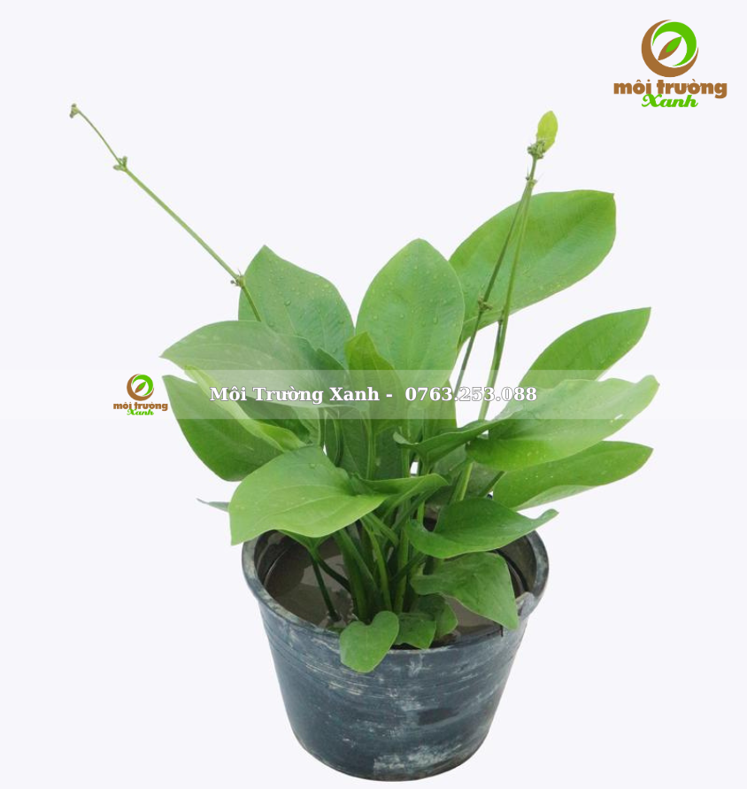 bách thủy tiên - môi trường xanh