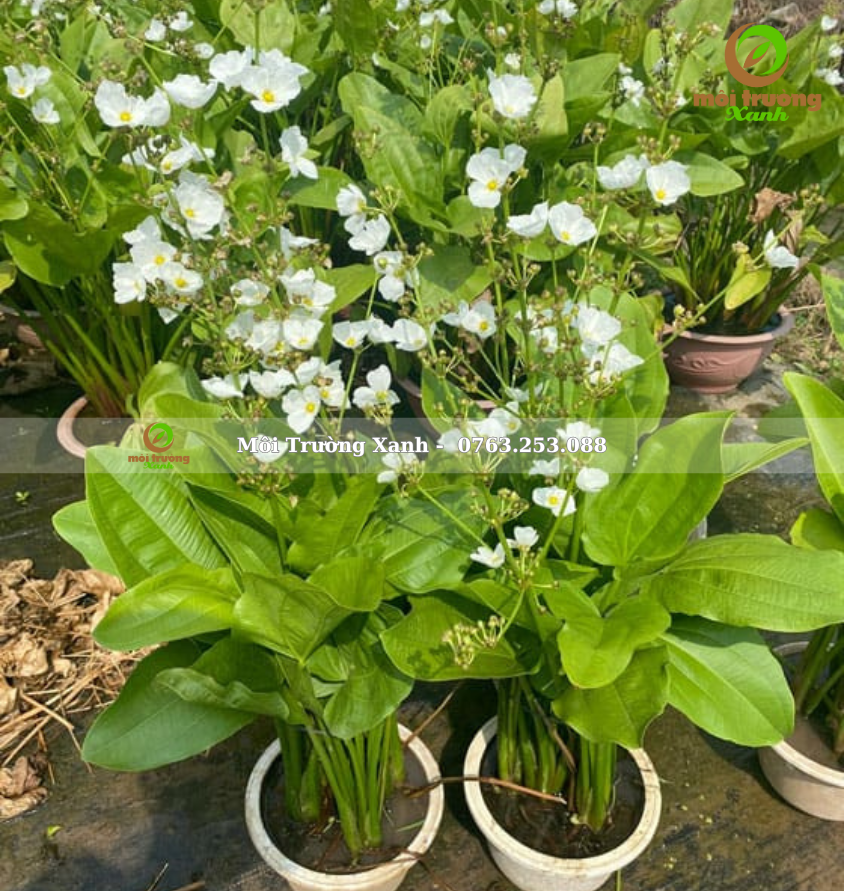 bách thủy tiên - môi trường xanh