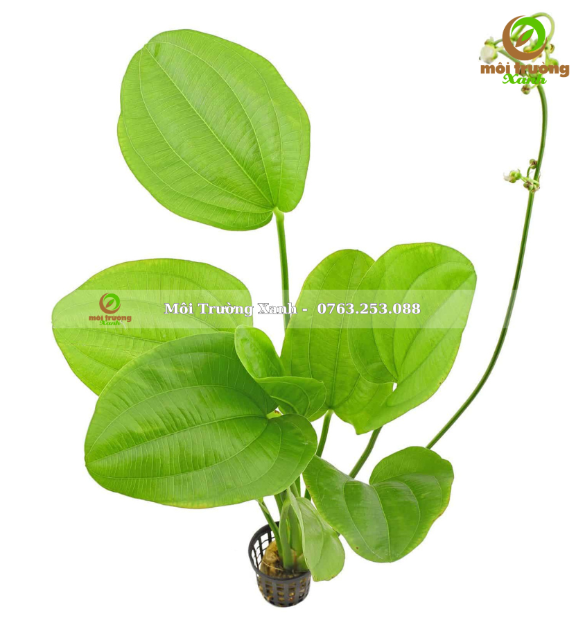 bách thủy tiên - môi trường xanh