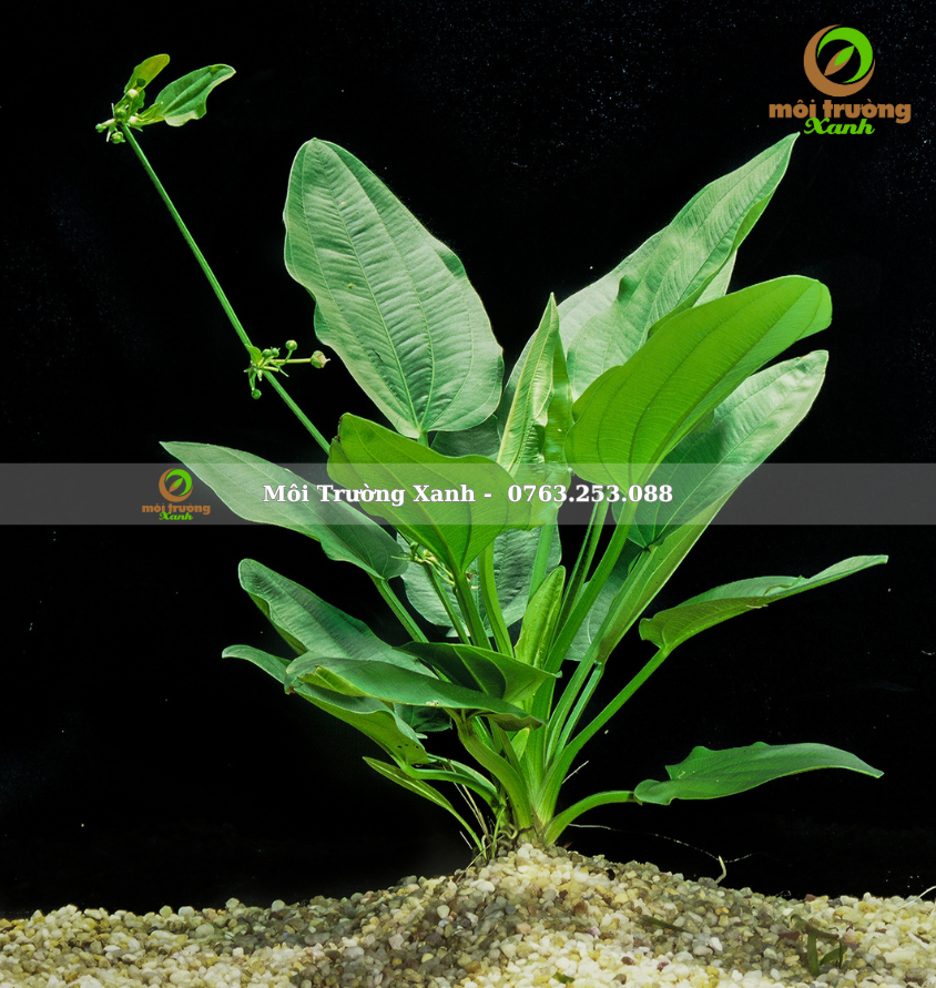 bách thủy tiên - môi trường xanh