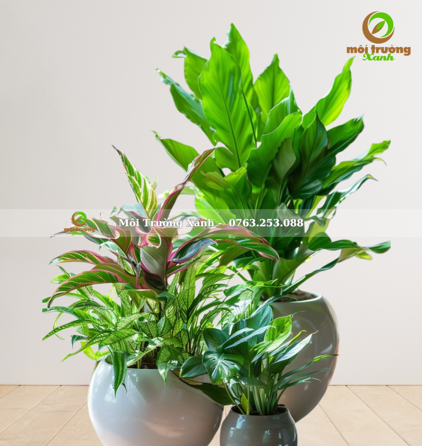 សំណុំផើងរុក្ខជាតិ