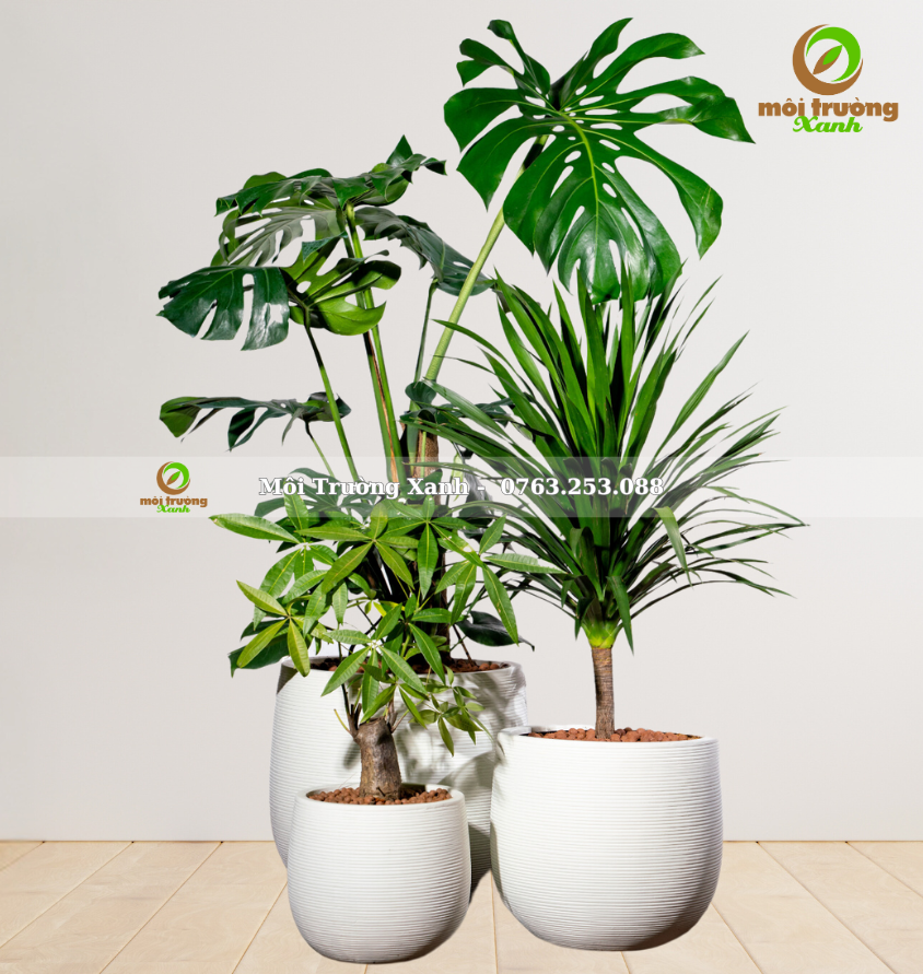 សំណុំផើងរុក្ខជាតិ