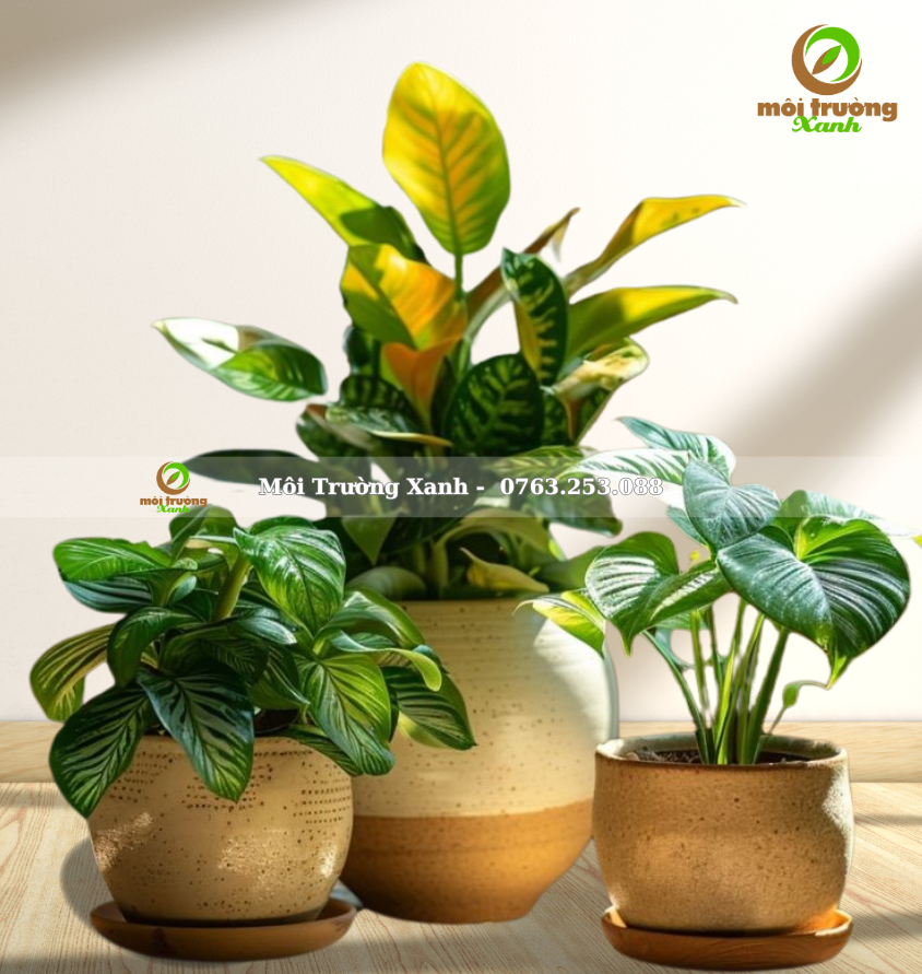 សំណុំផើងរុក្ខជាតិ