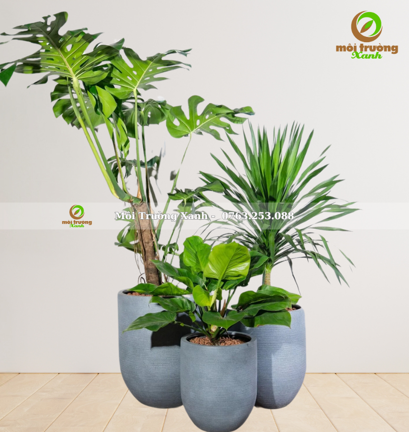 bộ chậu cây - សំណុំផើងរុក្ខជាតិ