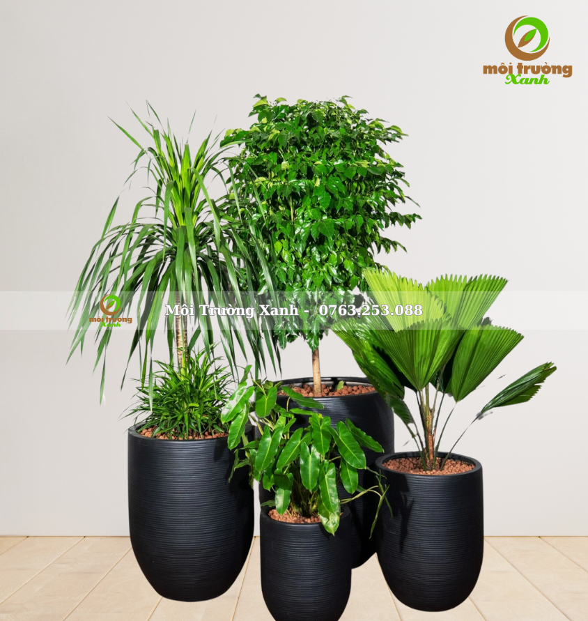 សំណុំផើងរុក្ខជាតិ