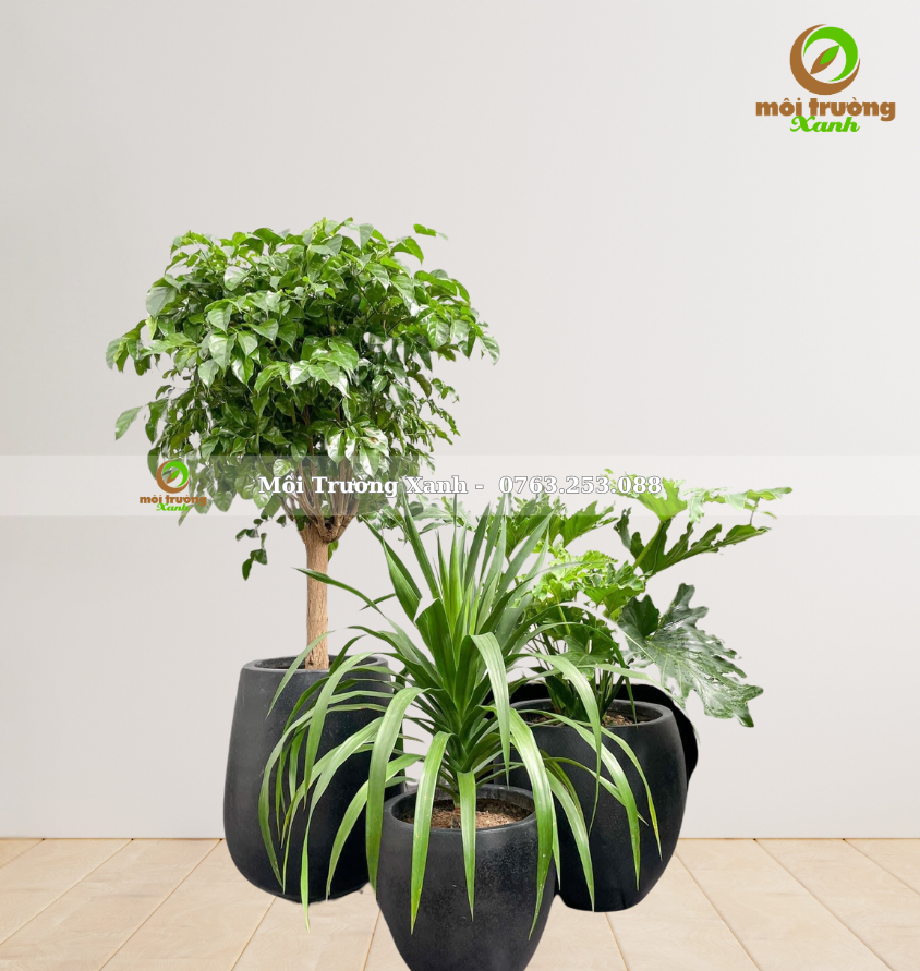 សំណុំផើងរុក្ខជាតិ