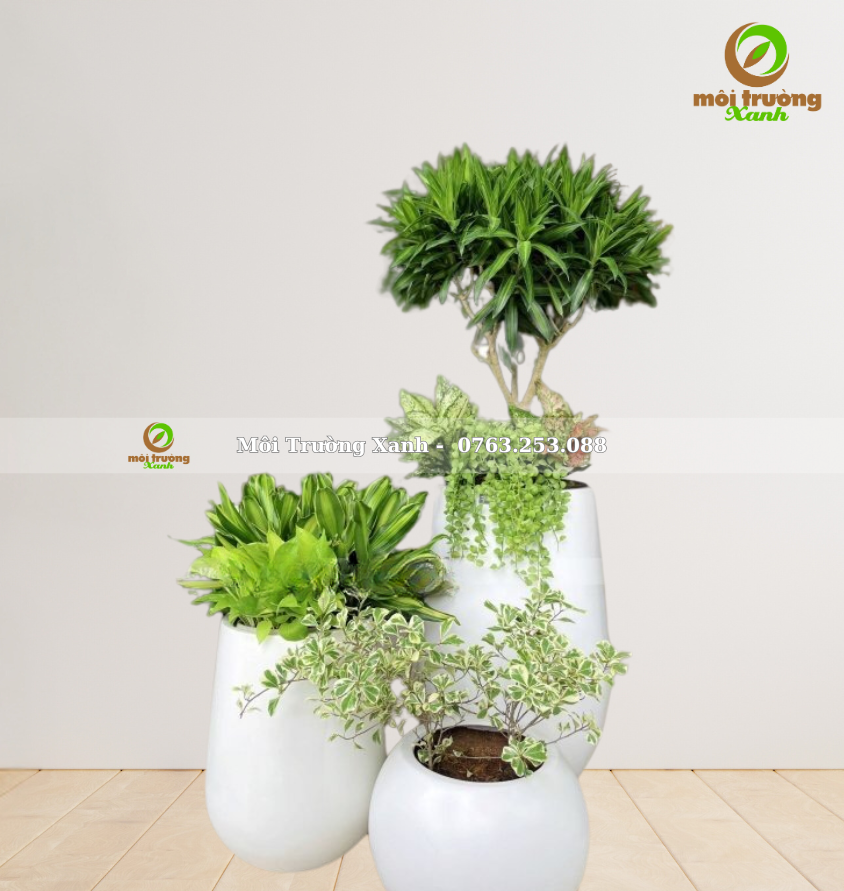 សំណុំផើងរុក្ខជាតិ