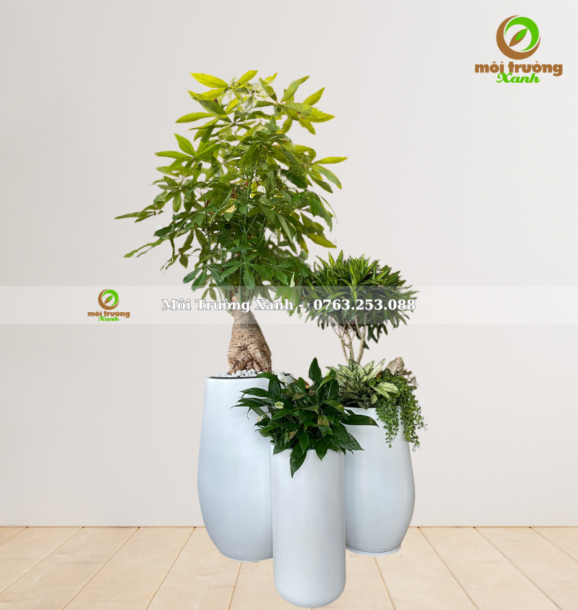 សំណុំផើងរុក្ខជាតិ