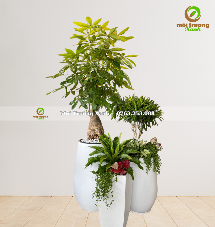 សំណុំផើងរុក្ខជាតិ