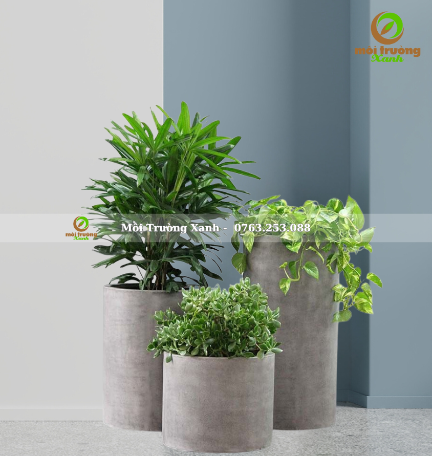 bộ chậu cây - môi trường xanh