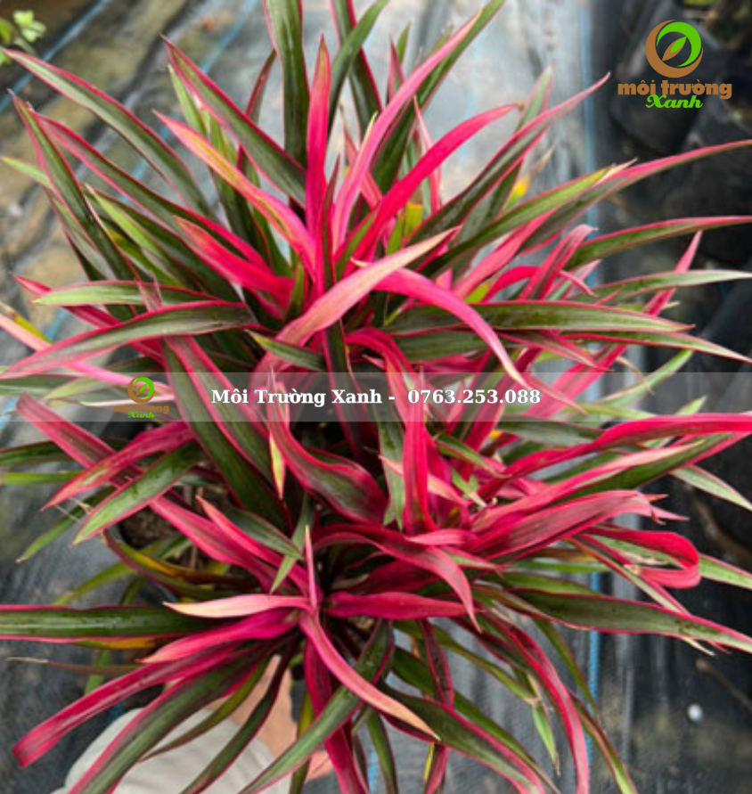 cây ánh dương - môi trường xanh