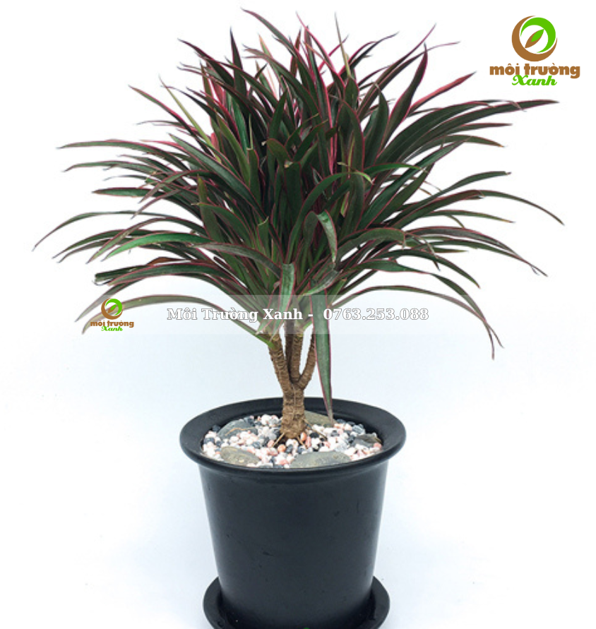 cây ánh dương - môi trường xanh